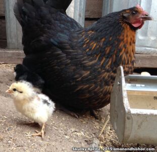 Skunky, a Humanely Raised Chicken Image